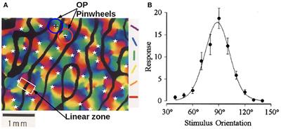 Analytic Model for Feature Maps in the Primary Visual Cortex